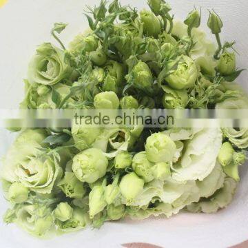 China Factory Direct Lisianthus Flower photo-3