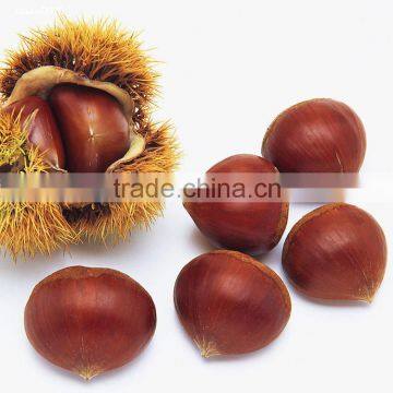 2016 Chinese fresh dried raw chestnut for open booking Wholesale