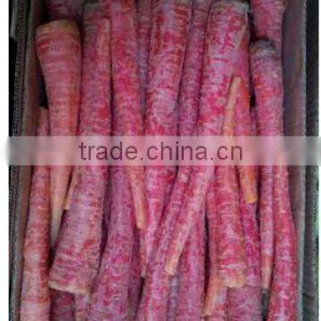 Fresh Carrots From Pakistan