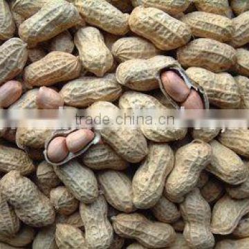 Chinese Peanut in shell