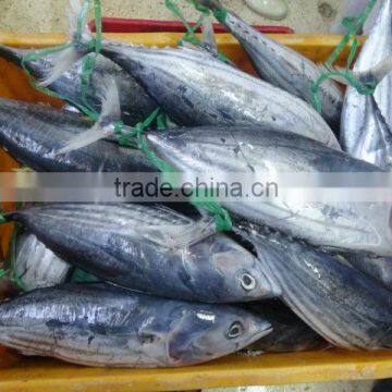 skipjack tuna