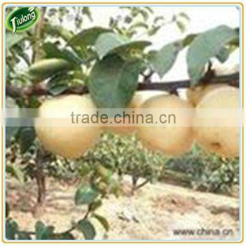 Super Fresh Fruit Ya Pear photo-6