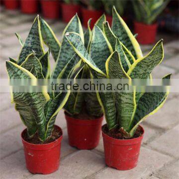 Air refresh Plant