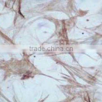 Smooth Muscles C.S Individual Microscope Prepared Slide