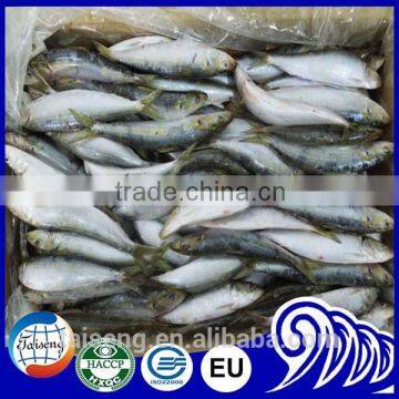 Frozen Sardines (sardinella Longiceps) For Bait And Canning