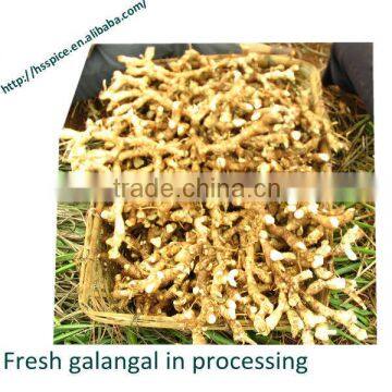 Dried Galangal Roots
