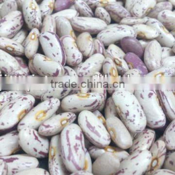 light speckled kidney bean