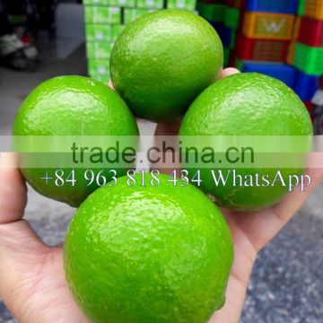 SEEDLESS LIME FROM VIET NAM +84963818434 whatsapp