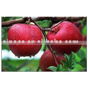 red star apple