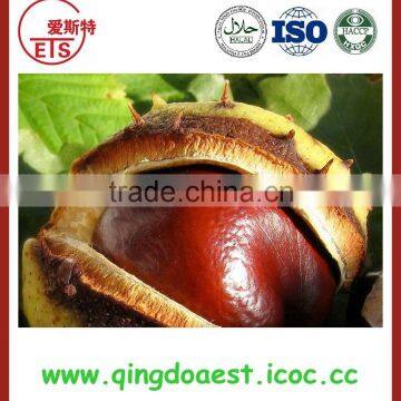 New crops Chinese raw chestnut in bulk