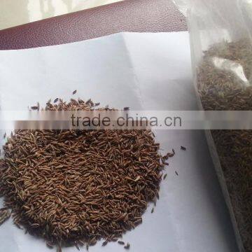 Cumin seed Supplier