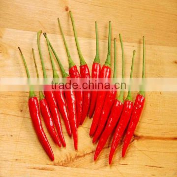 BSET QUALITY 2014 FRESH RED CHILLI