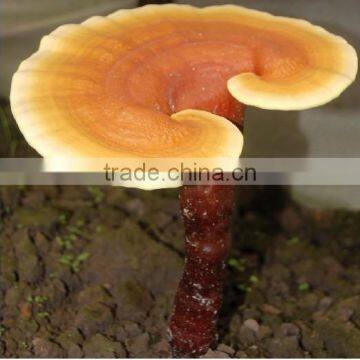 High Quality Natural Ganoderma Lucidum Spore Extract photo-3