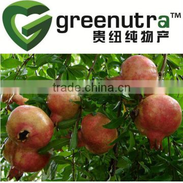 pomegranate extract ellagic acid