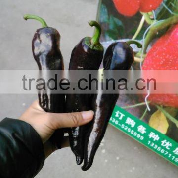 Super anti-virus and strong growth spicy hybrid purple pepper seeds Purple Baby F1