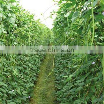 Chinese grreen long cowpea seeds good quality bean seeds