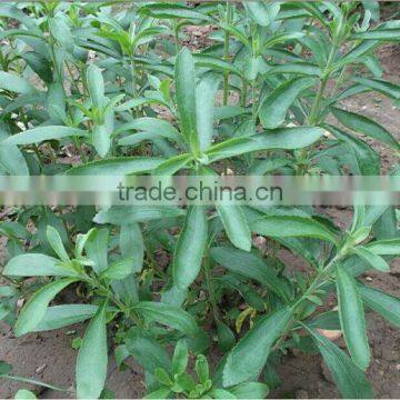 Stevia Multiple Layer Continuous Type Mesh Belt Dryer photo-5