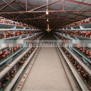 China Steel Structure Chicken House photo-3