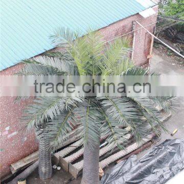 CHY020931 Indoor&outdoor Decororation Tree/date Palmt Tree Sale photo-4