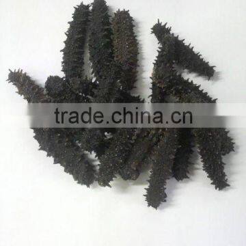 Collagen , Healthy , to Buy Sea Cucumber at Reasonable Prices , Small Lot Order Available photo-5