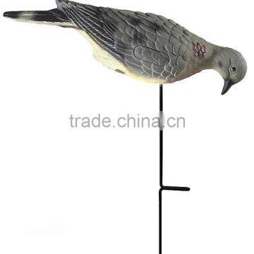 Feeding Mourning Dove Dedoys With Stake photo-4