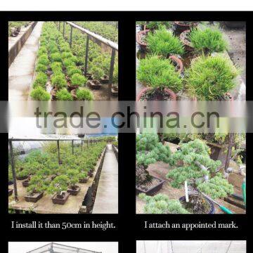 a Heart Feels Relaxed and High Quality Cheap Bonsai Pots Tree With Eco-friendly Made in Japan photo-3