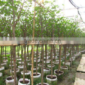 Hibiscus Tiliaceus Trees photo-5