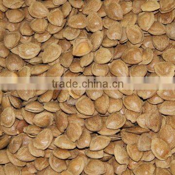 Wholesale Bitter Apricot Kernels Extract 98% Amygdalin