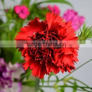 Cheap Mastor best carnation gift for mum