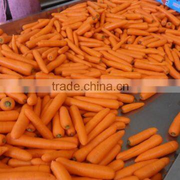 Good Quality New Crop Carrot