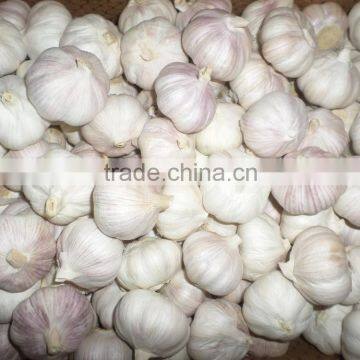 excellentgarlic,2016 Crop Chinese fresh garlic