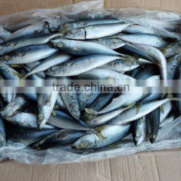 frozen pacific mackerel tin fish