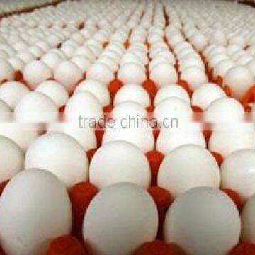 Chicken Eggs Natural Selenium Omega 3