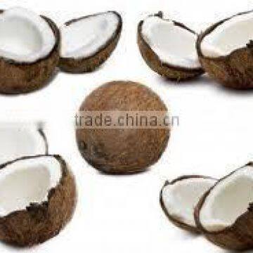 Matured coconut