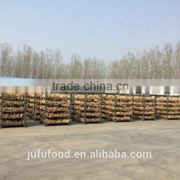 low price fresh ginger from China