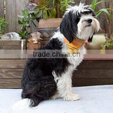 Fashionable Dog Bandana and Custom Dog Collar