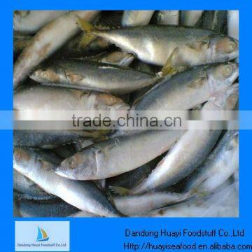 mackerel for sale