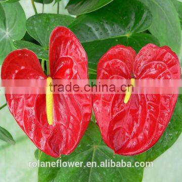 best selling fresh long stem anthurium flower with red light colors