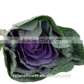 2016 wholesale high quality purple peony cut flowers