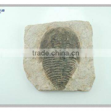 polyresin craft wall decor fossil board hanging decoration