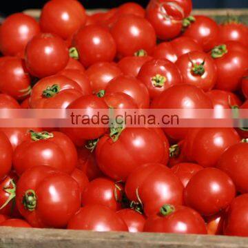 Fresh Tomatoes photo-2