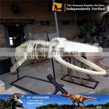 MY Dino-C058 Water Park Whale Skeleton for Sale