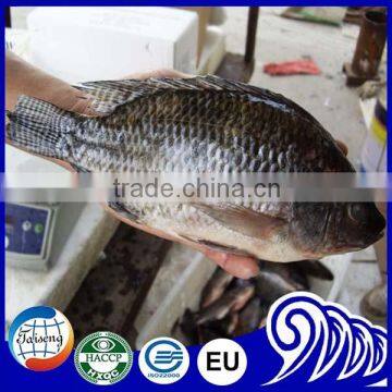 Black Tilapia Whole Round Gutted Scaled