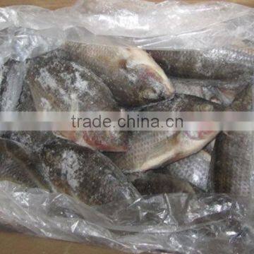 Best Fresh Catching Fish Fillet Frozen Tilapia
