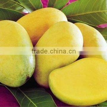 Cool Mango