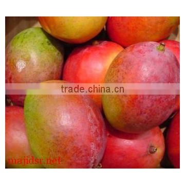 Fresh Style and Mango Type best quality and price