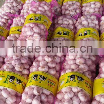 Fresh New Crop Chinese Normal White Garlic