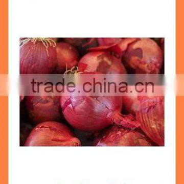 Bulk Fresh new crop red onion PRODUCTS from China