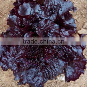 Chinese vegetable hybrid purple red Lettuce seed for growing-Amethyst