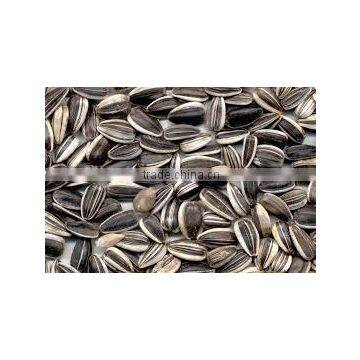 low price sunflower seeds Exporters turkish sunflower seed hybrid sunflower seed